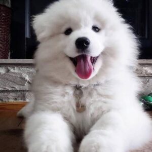 Samojede Welpen kaufen Alba