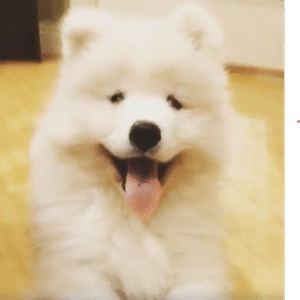 Samojede Welpen kaufen(Aster)