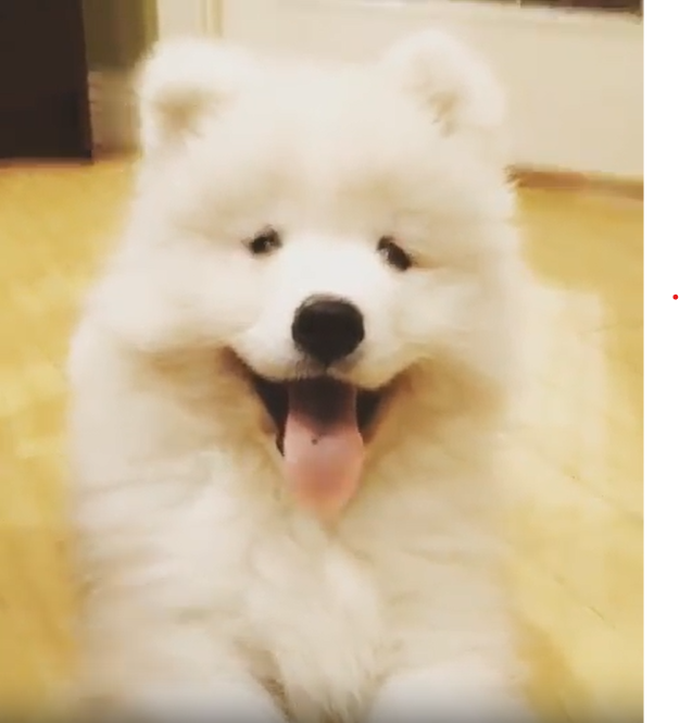 Samojede Welpen kaufen(Aster)